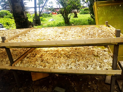 drying mushroom