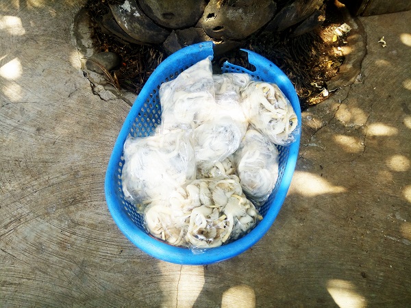 harvested mushroom