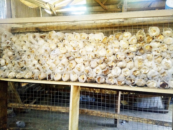 mushroom cultivation