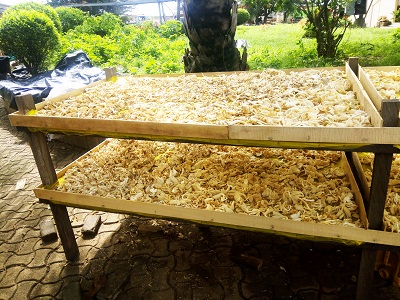 mushroom drying